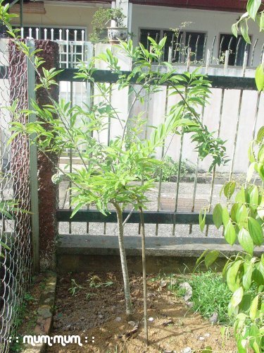 Custard Apple Plant