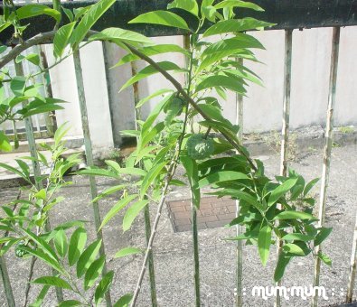 Custard Apple Plant