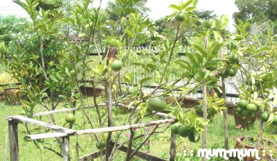 Pomelo-Orange Fruit