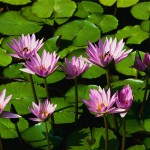 water-lilies